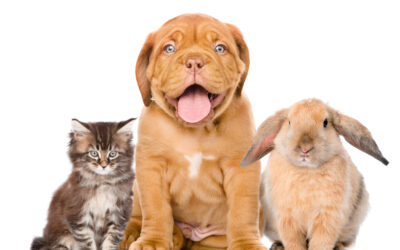 Moving with Pets: Keeping Your Furry Friends Happy